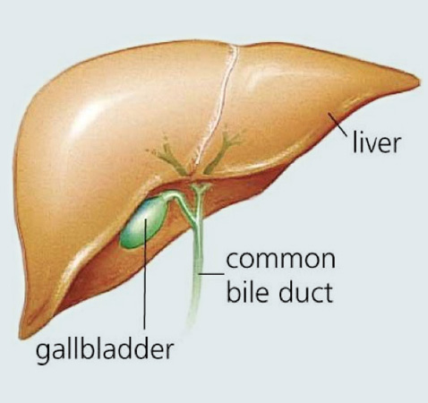 Liver diagram